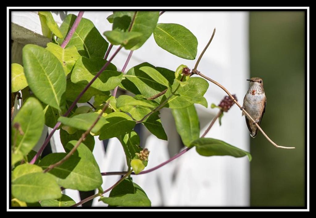 Hummingbird Bed And Breakfast Clearwater Ngoại thất bức ảnh
