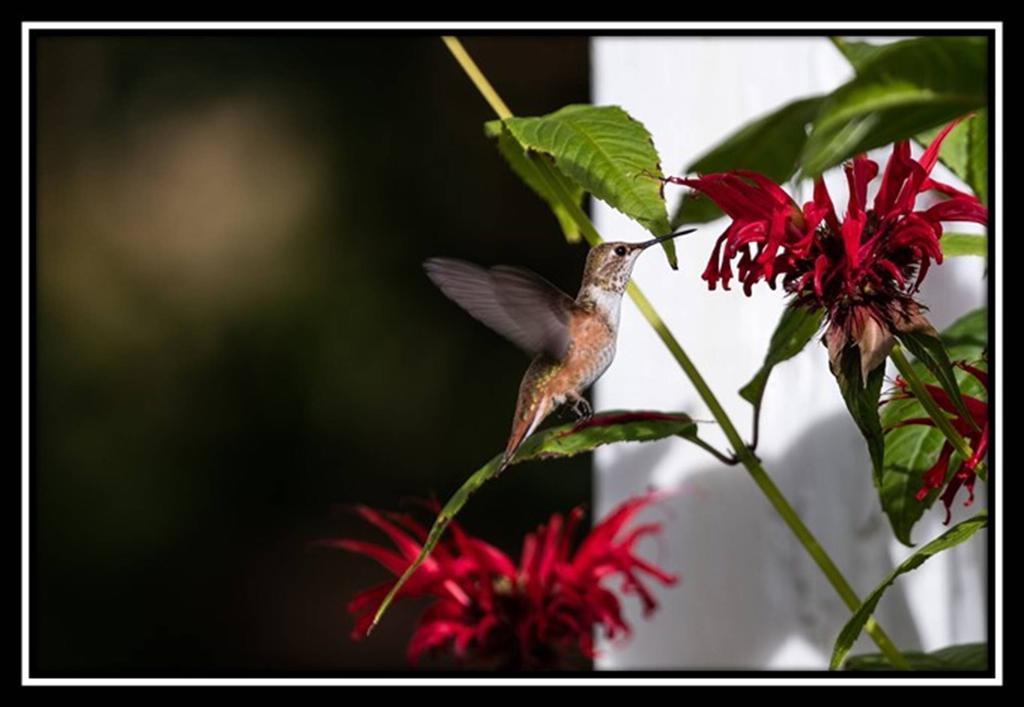 Hummingbird Bed And Breakfast Clearwater Ngoại thất bức ảnh