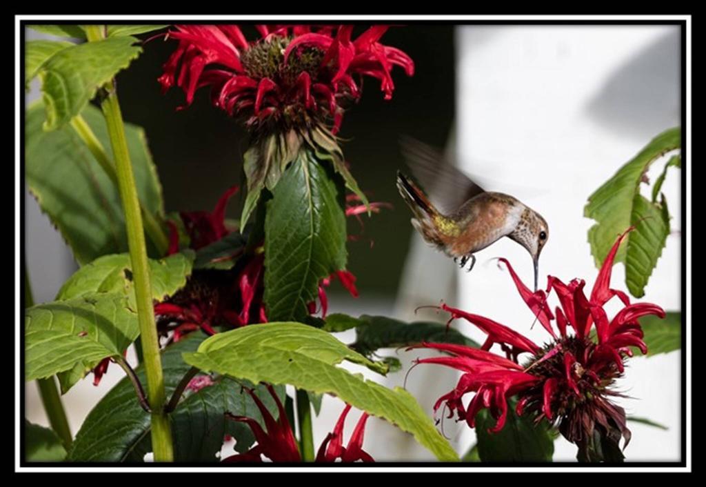 Hummingbird Bed And Breakfast Clearwater Ngoại thất bức ảnh